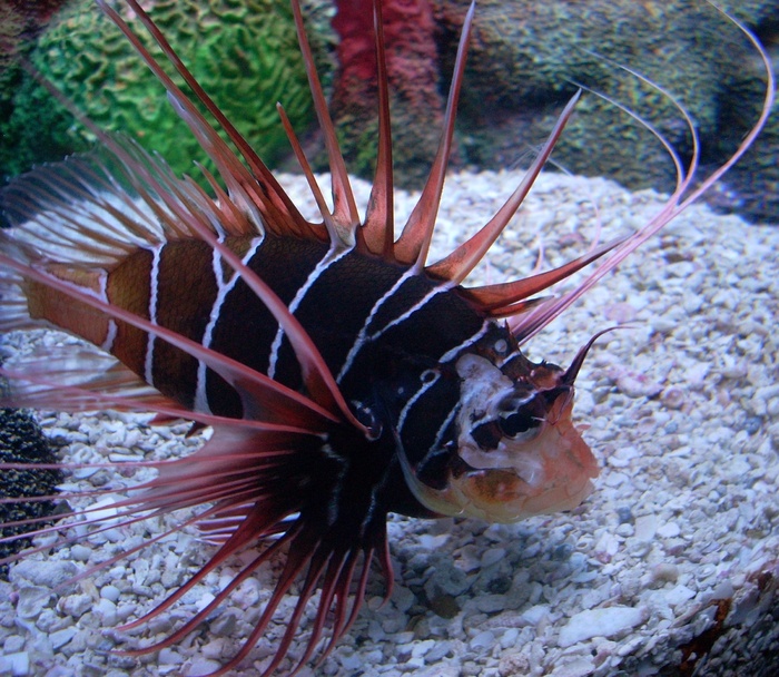 Clearfin fish鱼，鱼，有毒刺，海洋，珊瑚礁