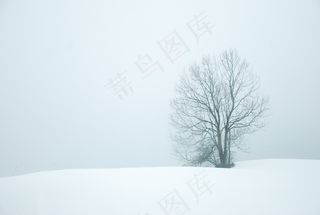 冬季，雪，树木，白色，性质，圣诞节，弗罗斯特
