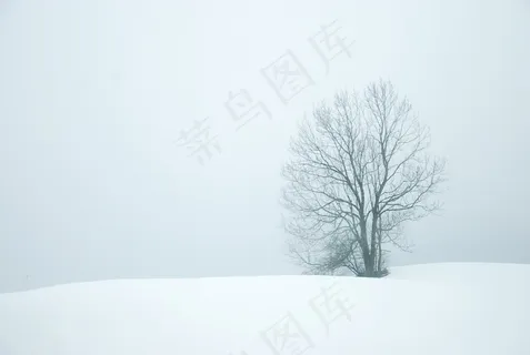 冬季,雪,树木,白色,性质,圣诞节,弗罗斯特 冬季,雪,树木,白色,性质,圣诞节,弗罗斯特