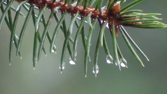松树,分支,新鲜的针滴,绿色 松树,分支,新鲜的针滴,绿色