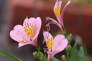束鲜花，大自然，花瓣，春天的花朵