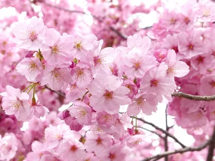 樱花,樱花,天空,春天,树,粉红色,自然 樱花,樱花,天空,春天,树,粉红色,自然