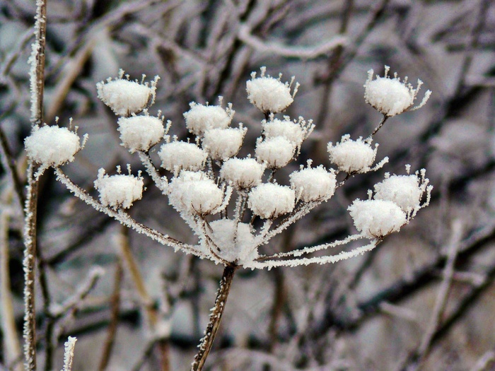 植物，冬冬季，雪，冻结，晶体，植物群，冰，冰冷