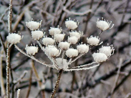 植物，冬冬季，雪，冻结，晶体，植物群，冰，冰冷