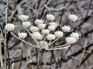 植物，冬冬季，雪，冻结，晶体，植物群，冰，冰冷