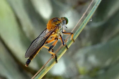 强盗飞,Dioctria Rufipes,昆虫,刺 强盗飞,Dioctria Rufipes,昆虫,刺