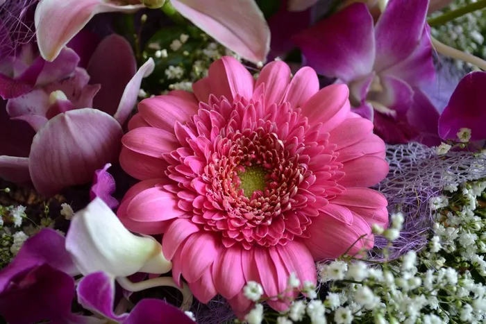 非洲菊，花，粉红色，紫，美丽，新鲜
