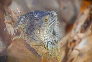 洛罗公园，蜥蜴，动物