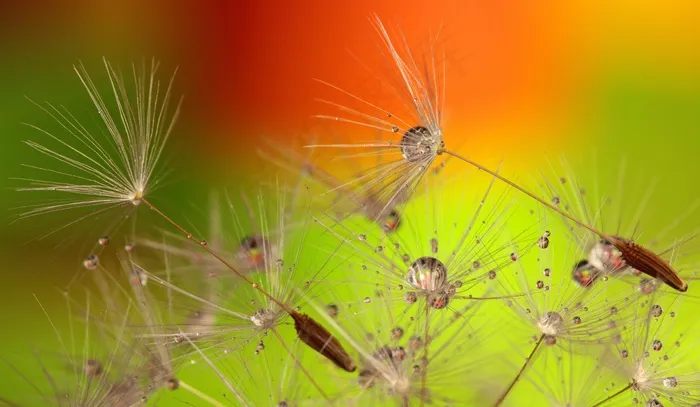 节肢动物,蒲公英图片,树,花卉,屏幕截图,在彩色背景上的蒲公英