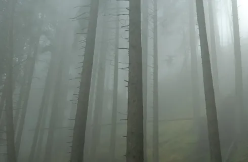 森林，薄雾，早晨，雾，幻想，秋季，叶子