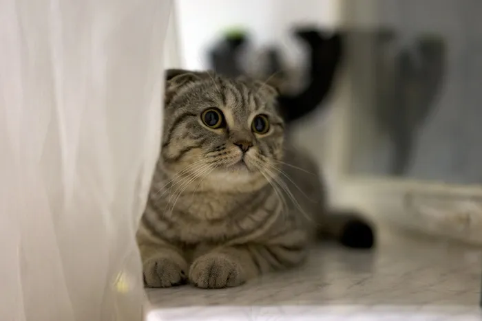 猫，宠物，可爱，说谎，猫的，家养，动物，哺乳动物