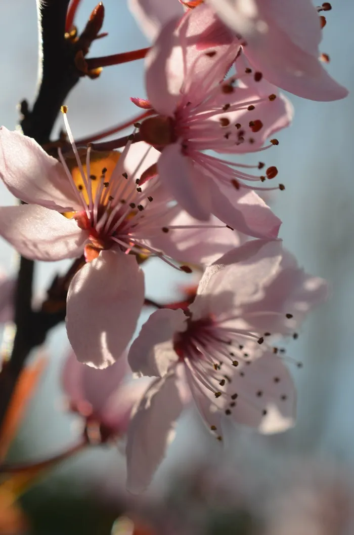 日式，樱花，春天的花朵