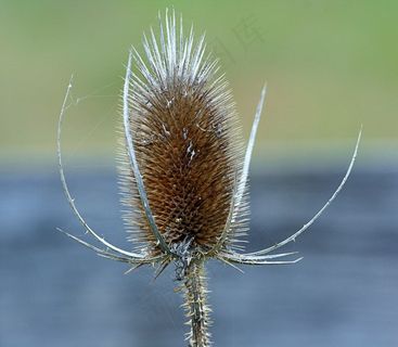 起毛机，Dipsacus，刺，茶座，Teazle，花的