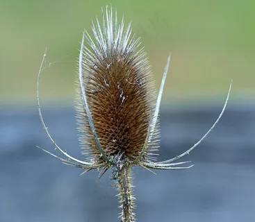 起毛机,Dipsacus,刺,茶座,Teazle,花的 起毛机,Dipsacus,刺,茶座,Teazle,花的