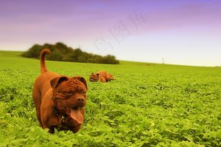 狗，大狗，小狗，小狗，Dogue De Bordeaux