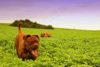 狗，大狗，小狗，小狗，Dogue De Bordeaux