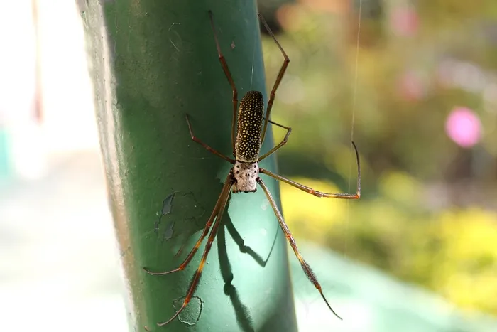 蜘蛛，蜘蛛，常春藤，蜘蛛恐惧症，性质，Bug，Web