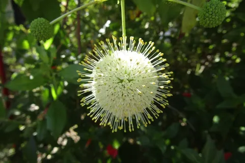 大自然，植物，花园，自然，绿色，夏天