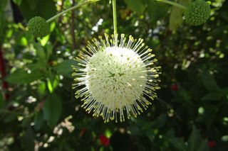 大自然，植物，花园，自然，绿色，夏天