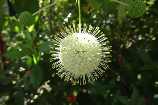 大自然，植物，花园，自然，绿色，夏天