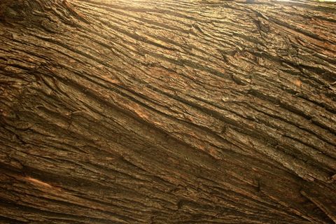 板栗，树皮，树，有机，农业，户外