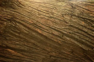 板栗，树皮，树，有机，农业，户外