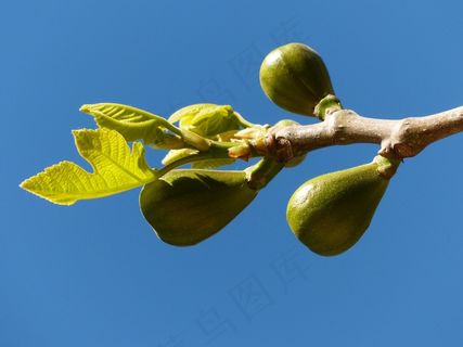 无花果，无花果树，水果，真正的ward夫，无花果叶，树