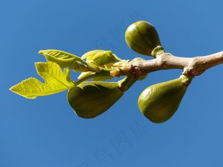 无花果，无花果树，水果，真正的ward夫，无花果叶，树