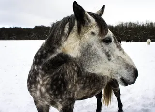马，雪，耦合，动物，毛皮，自然，雪域