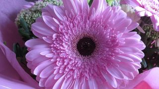 非洲菊，花，粉红色，植物，宏，粉红色的花