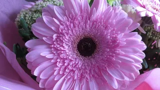 非洲菊，花，粉红色，植物，宏，粉红色的花