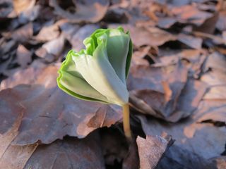 山毛榉，欧洲山毛榉，普通山毛榉，新芽
