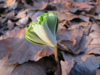 山毛榉，欧洲山毛榉，普通山毛榉，新芽