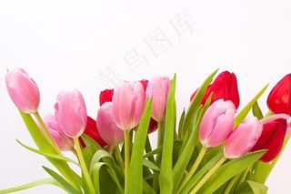 郁金香，花束，春天，性质，鲜花，schnittblume