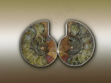 mon虫，Am虫，灭绝，头足纲动物