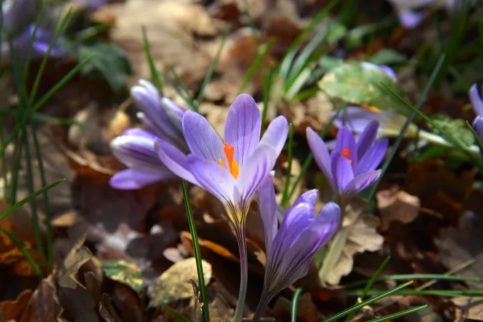 番红花，花，紫，春天，森林