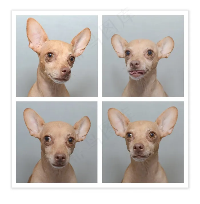 狗，吉娃娃，可爱，年轻，可笑，品种，幼崽