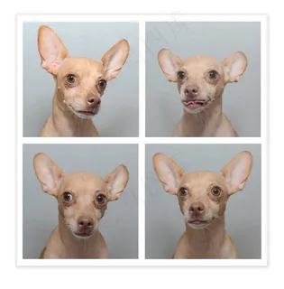 狗，吉娃娃，可爱，年轻，可笑，品种，幼崽