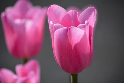 郁金香,粉红色,鲜花,春天的花朵,Schnittblume 郁金香,粉红色,鲜花,春天的花朵,Schnittblume