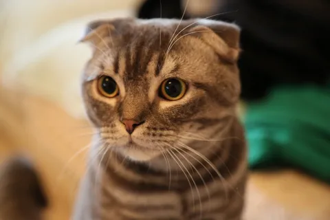 猫,大眼睛,漂亮,动物,小猫 猫,大眼睛,漂亮,动物,小猫