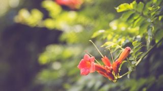 美丽，叶子，花朵，红色，绿叶