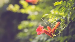 美丽，叶子，花朵，红色，绿叶