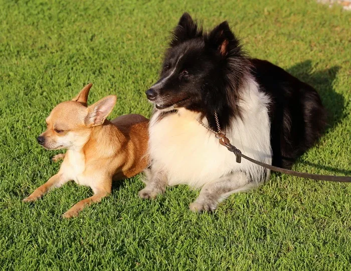 奇瓦瓦州，狗，设得兰群岛牧羊犬，Sheltie
