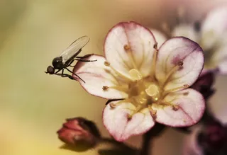 飞，昆虫，开花，关闭，动物，花