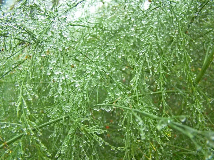罗莎，水滴，湿，芦笋，闪光，植物