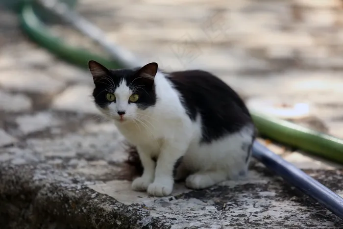 猫，肖像，家养，可爱，宠物，猫的，基蒂