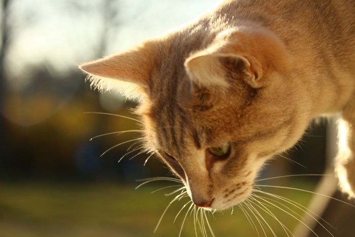 猫，鲭鱼，窗口，秋季，风化，石灰石膏