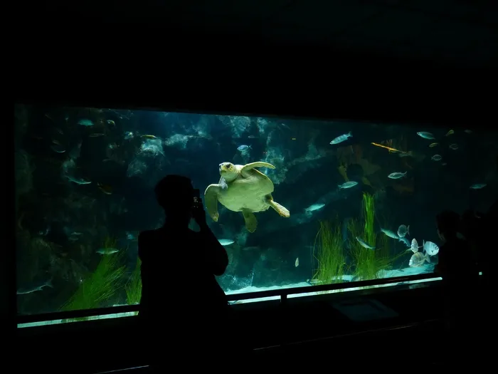 水族馆，海龟，摄影师，录音
