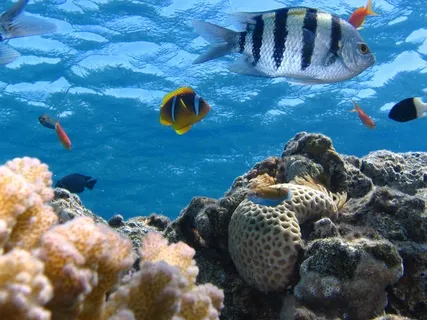 鱼,海洋,里夫,海,海洋,水下,动物 鱼,海洋,里夫,海,海洋,水下,动物