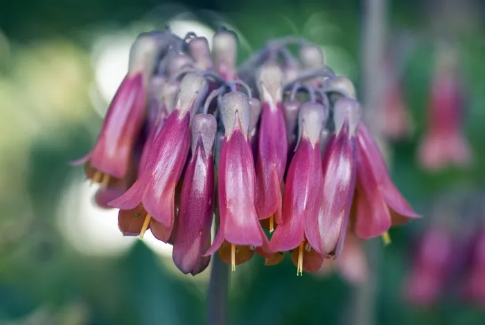 Kalanchoe-X-Houghtonii，百万母亲